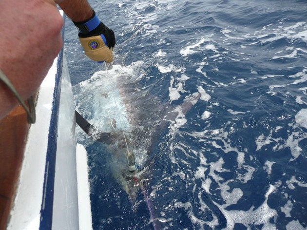 2 MARLIN HOOK UPS Med Cavalier som ny version - Cavalier & Blue Marlin Sport Fishing Gran Canaria