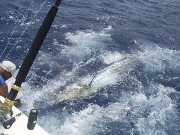 blue marlin Cavalier & Blue Marlin Sport Fishing Gran Canaria