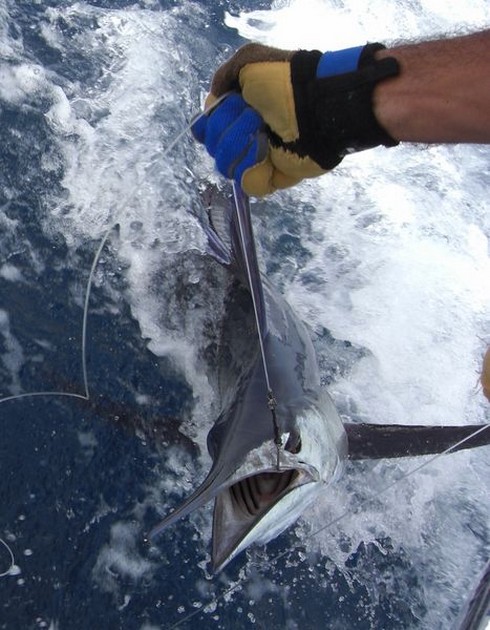 30/07 spearfish Cavalier & Blue Marlin Sport Fishing Gran Canaria