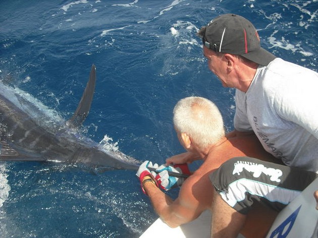31/07 blue marlin Cavalier & Blue Marlin Sport Fishing Gran Canaria