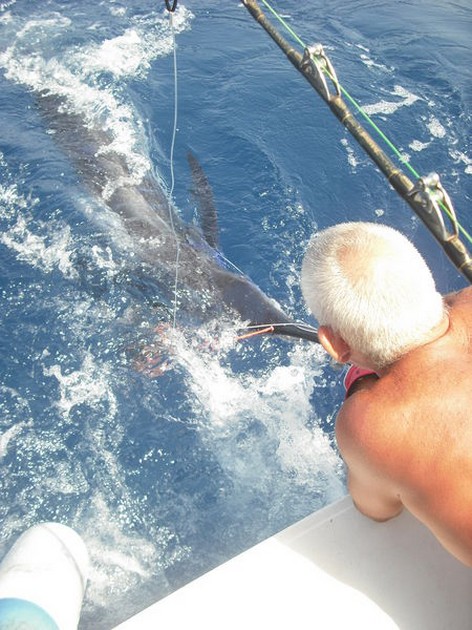 tagged Cavalier & Blue Marlin Sport Fishing Gran Canaria