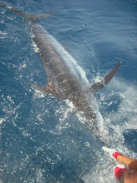 blue marlin Cavalier & Blue Marlin Sport Fishing Gran Canaria