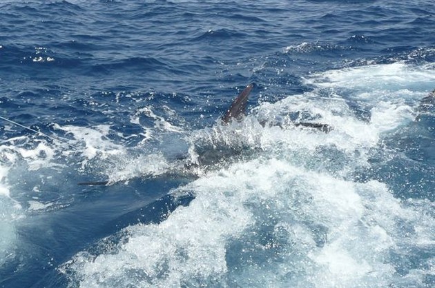 release me Cavalier & Blue Marlin Sport Fishing Gran Canaria