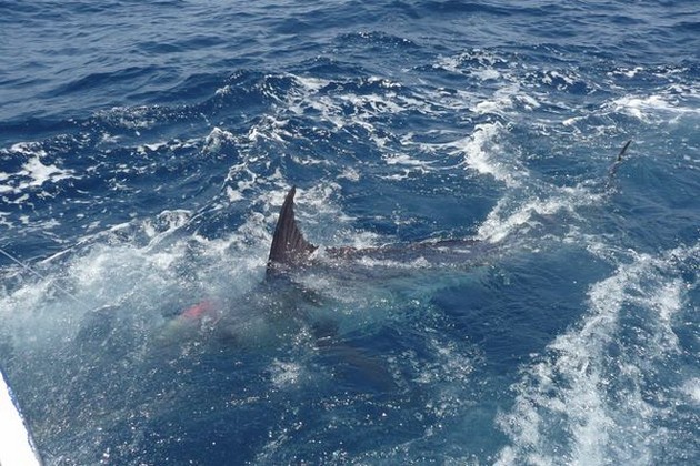 blue marlin Cavalier & Blue Marlin Sport Fishing Gran Canaria