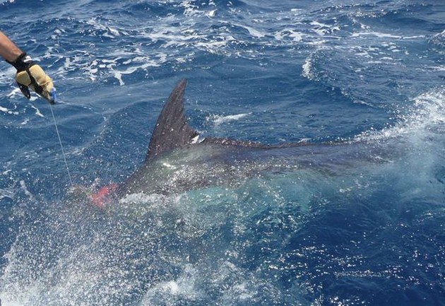 release me Cavalier & Blue Marlin Sport Fishing Gran Canaria
