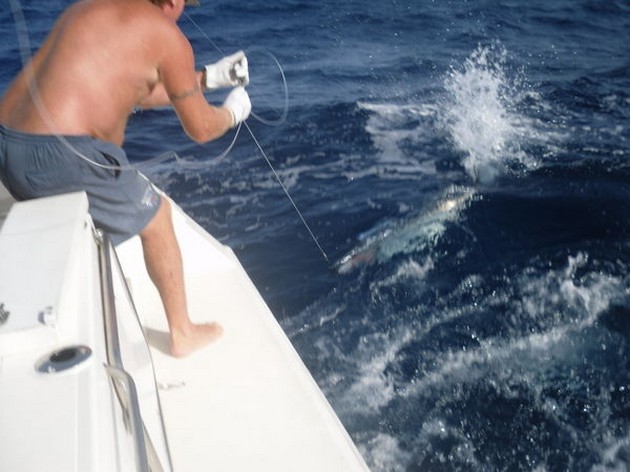 WAHOO<br><br>At the moment we have here on Gran Canaria a - Cavalier & Blue Marlin Sport Fishing Gran Canaria