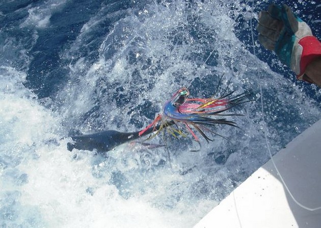 release me Cavalier & Blue Marlin Sport Fishing Gran Canaria
