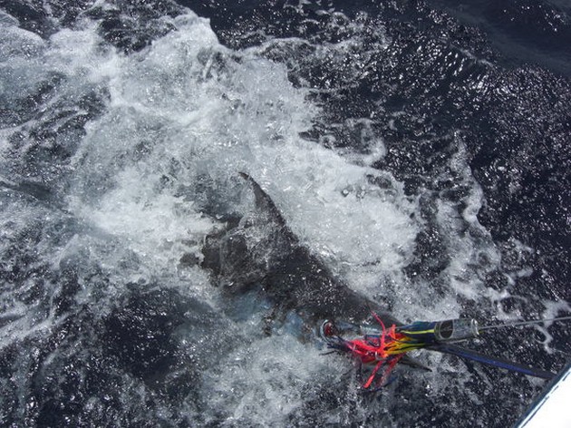 blue marlin Cavalier & Blue Marlin Sport Fishing Gran Canaria