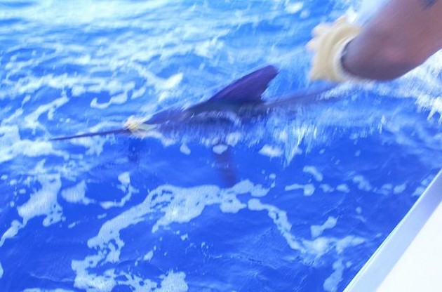 release me Cavalier & Blue Marlin Sport Fishing Gran Canaria