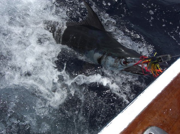 blue marlin Cavalier & Blue Marlin Sport Fishing Gran Canaria