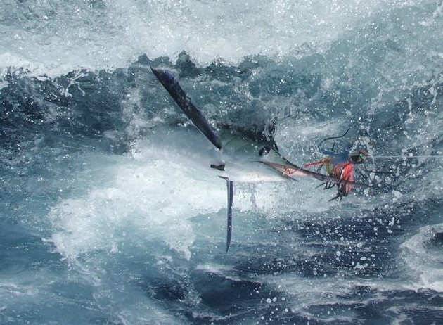 release me? Cavalier & Blue Marlin Sport Fishing Gran Canaria