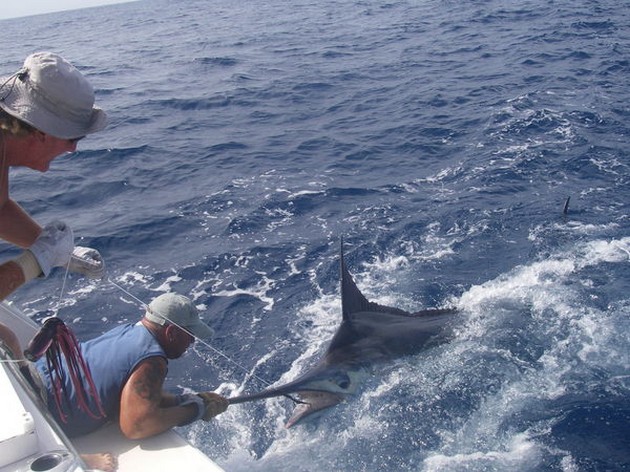 06/08 blue marlin Cavalier & Blue Marlin Sport Fishing Gran Canaria