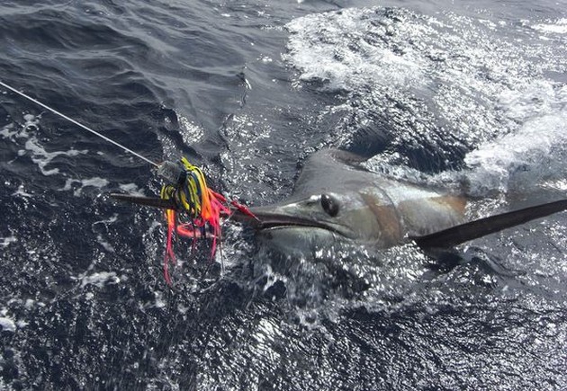 release me Cavalier & Blue Marlin Sport Fishing Gran Canaria