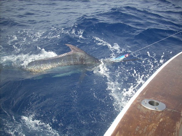 27 BLÅ OCH 11 VITT MARLIN När det gäller - Cavalier & Blue Marlin Sport Fishing Gran Canaria