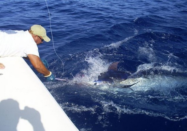 08/08 blue marlin Cavalier & Blue Marlin Sport Fishing Gran Canaria