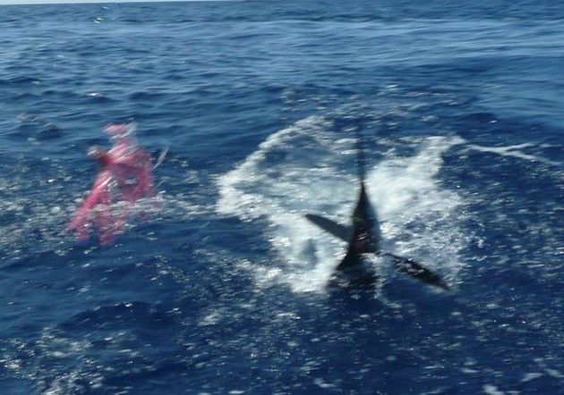 CAVALIER RELEASED SPEARFISH<br><br>Today it was only the - Cavalier & Blue Marlin Sport Fishing Gran Canaria