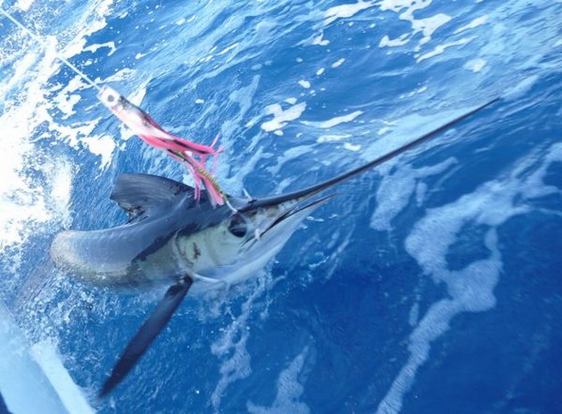 10/08 spearfish Cavalier & Blue Marlin Sport Fishing Gran Canaria