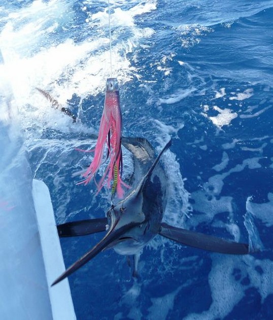 10/08 spearfish Cavalier & Blue Marlin Sport Fishing Gran Canaria