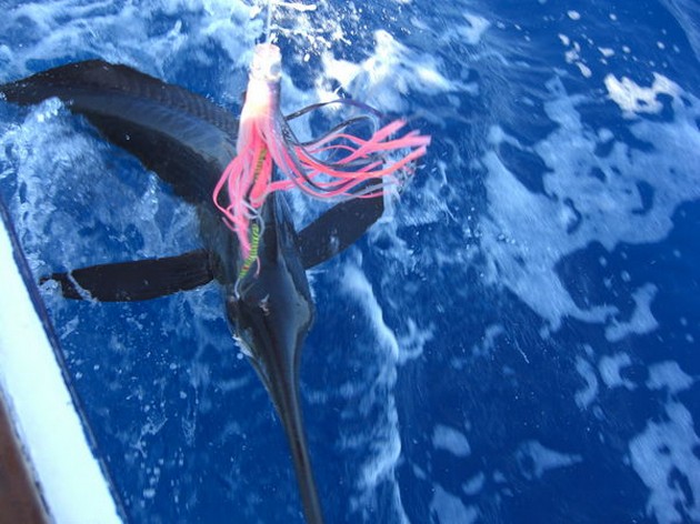 spearfish Cavalier & Blue Marlin Sport Fishing Gran Canaria