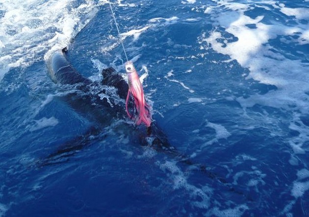 spearfish Cavalier & Blue Marlin Sport Fishing Gran Canaria