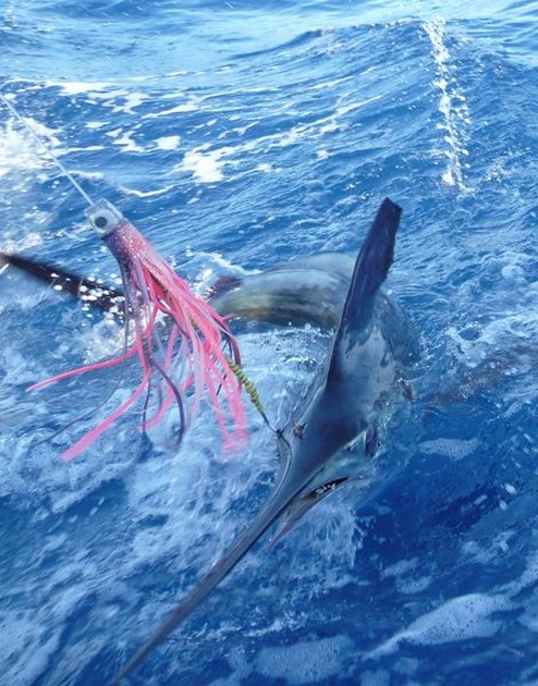 release Cavalier & Blue Marlin Sport Fishing Gran Canaria