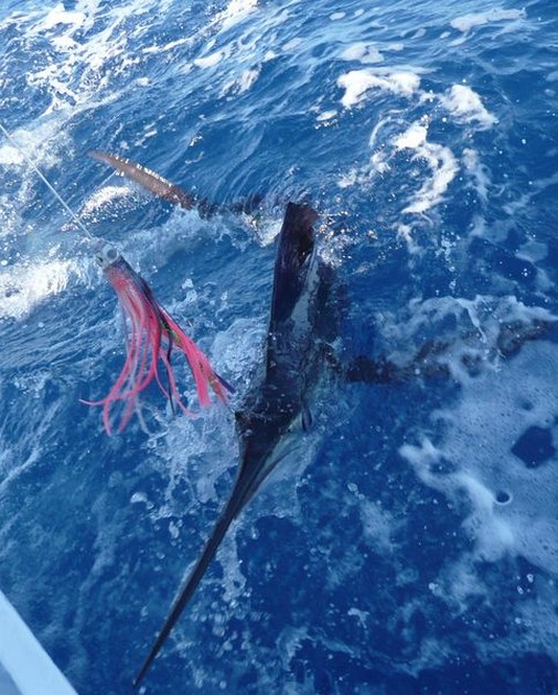 release me Cavalier & Blue Marlin Sport Fishing Gran Canaria