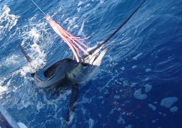 release me Cavalier & Blue Marlin Sport Fishing Gran Canaria