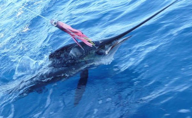 release me Cavalier & Blue Marlin Sport Fishing Gran Canaria