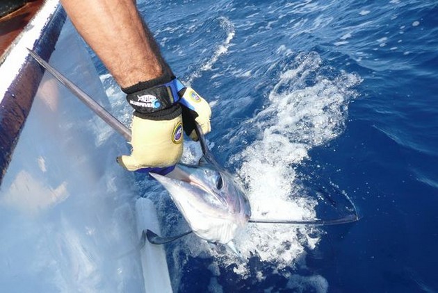 release me Cavalier & Blue Marlin Sport Fishing Gran Canaria
