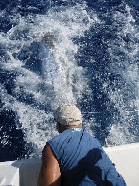 blue marlin Cavalier & Blue Marlin Sport Fishing Gran Canaria
