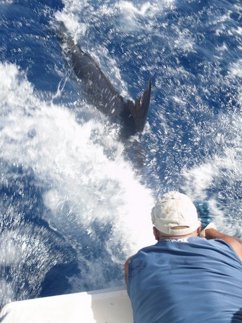 release me Cavalier & Blue Marlin Sport Fishing Gran Canaria