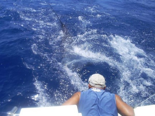 blue marlin Cavalier & Blue Marlin Sport Fishing Gran Canaria