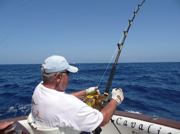 IGEN 2 BLUE MARLINS RELEASED Igår har det - Cavalier & Blue Marlin Sport Fishing Gran Canaria