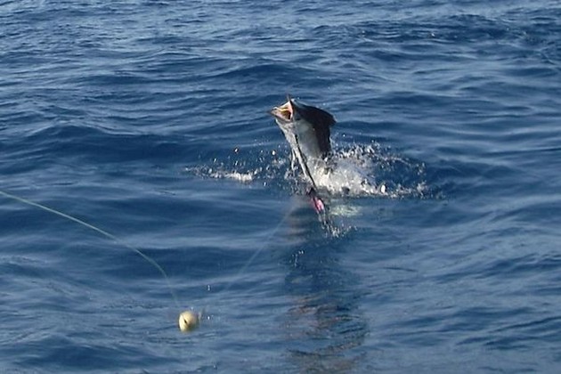 marlin jump Cavalier & Blue Marlin Sport Fishing Gran Canaria