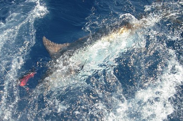 release me Cavalier & Blue Marlin Sport Fishing Gran Canaria