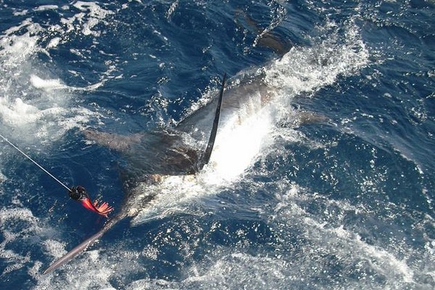 blue marlin Cavalier & Blue Marlin Sport Fishing Gran Canaria