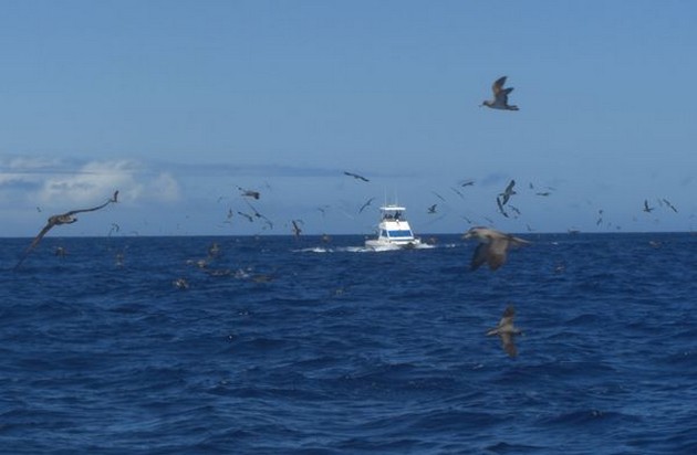 SKIPJACK TUNA Hoy ha sido, para nuestros tres barcos, - Cavalier & Blue Marlin Sport Fishing Gran Canaria
