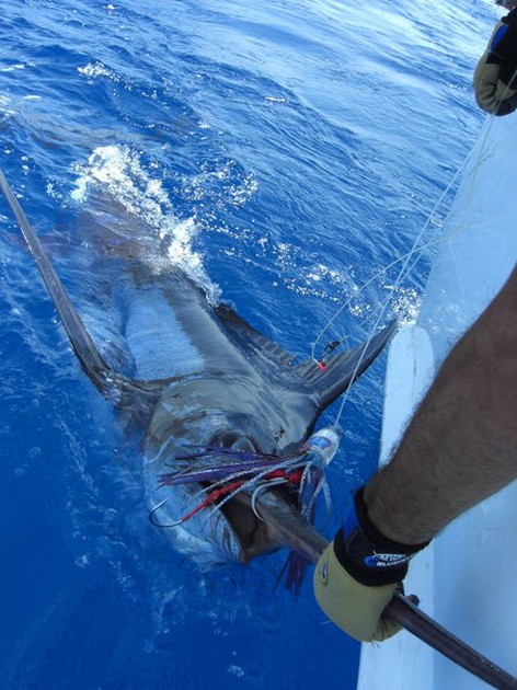 18/08 blue marlin Cavalier & Blue Marlin Sport Fishing Gran Canaria