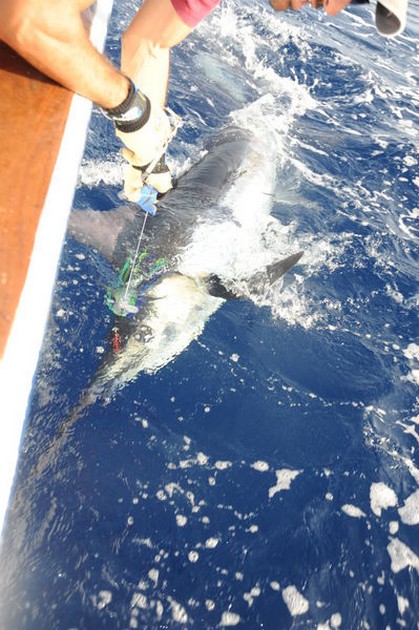 19/08 blue marlin Cavalier & Blue Marlin Sport Fishing Gran Canaria