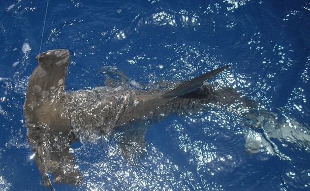 21/08 hammerhead shark Cavalier & Blue Marlin Sport Fishing Gran Canaria