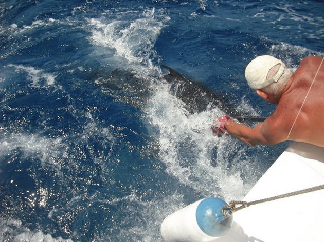 release me Cavalier & Blue Marlin Sport Fishing Gran Canaria
