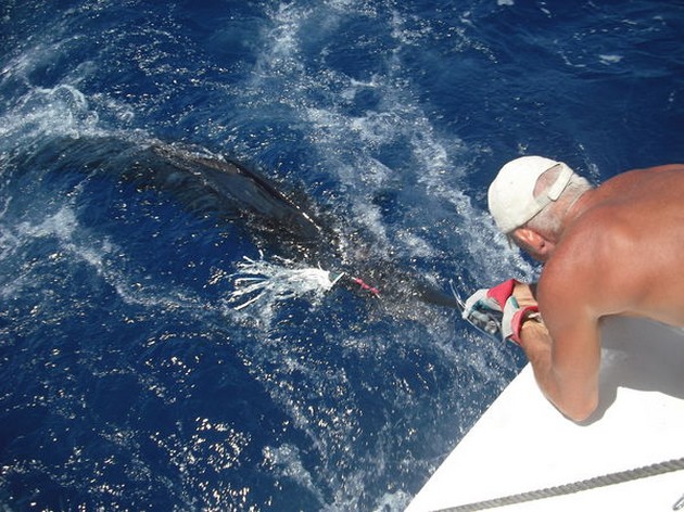 blue marlin Cavalier & Blue Marlin Sport Fishing Gran Canaria
