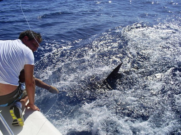 release me Cavalier & Blue Marlin Sport Fishing Gran Canaria