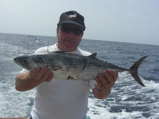 atlantic bonito Cavalier & Blue Marlin Sport Fishing Gran Canaria