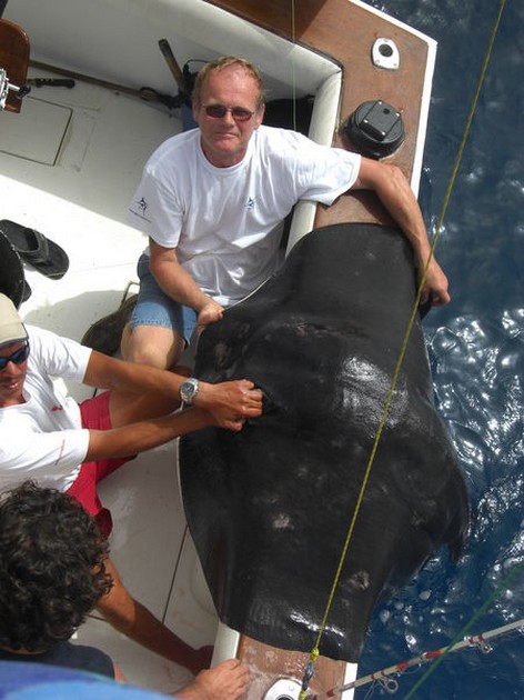 roughtail stingray Cavalier & Blue Marlin Sport Fishing Gran Canaria