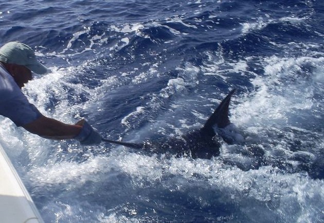23/09 blue marlin Cavalier & Blue Marlin Sport Fishing Gran Canaria