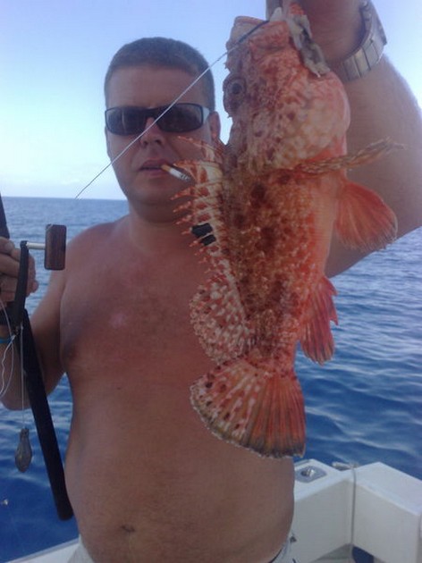 scorpion fish Cavalier & Blue Marlin Sport Fishing Gran Canaria