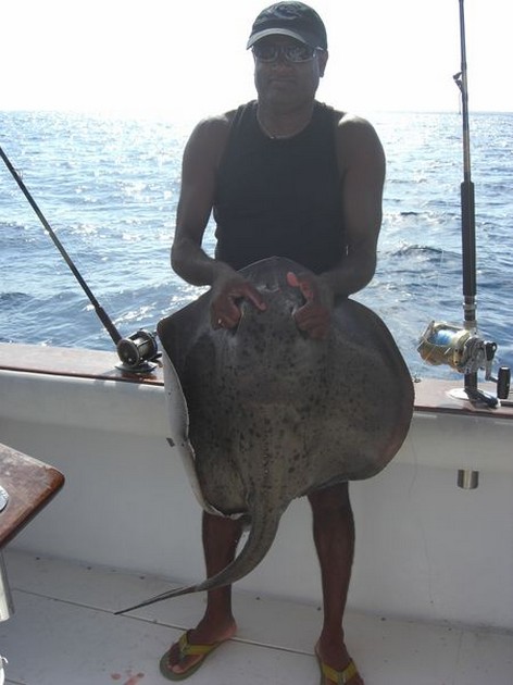 roughtail stingray Cavalier & Blue Marlin Sport Fishing Gran Canaria