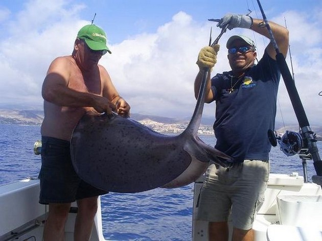 round stingray Cavalier & Blue Marlin Sport Fishing Gran Canaria