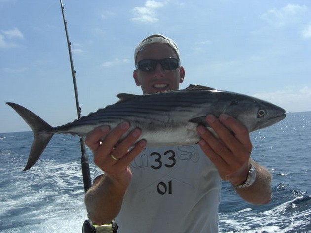 atlantic bonito Cavalier & Blue Marlin Sport Fishing Gran Canaria